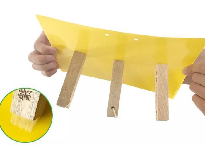 Flying insect trap stickness