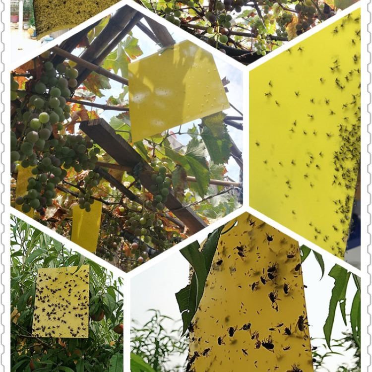 Uv resistant armyworm board